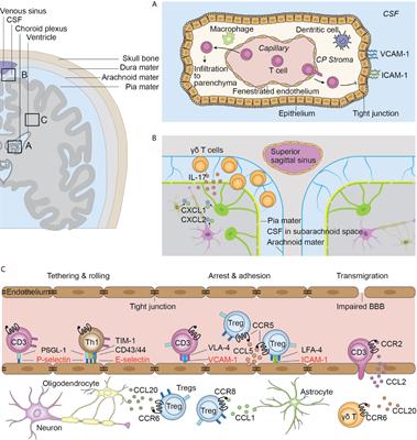 Frontiers | T Cell Response in Ischemic Stroke: From Mechanisms to 